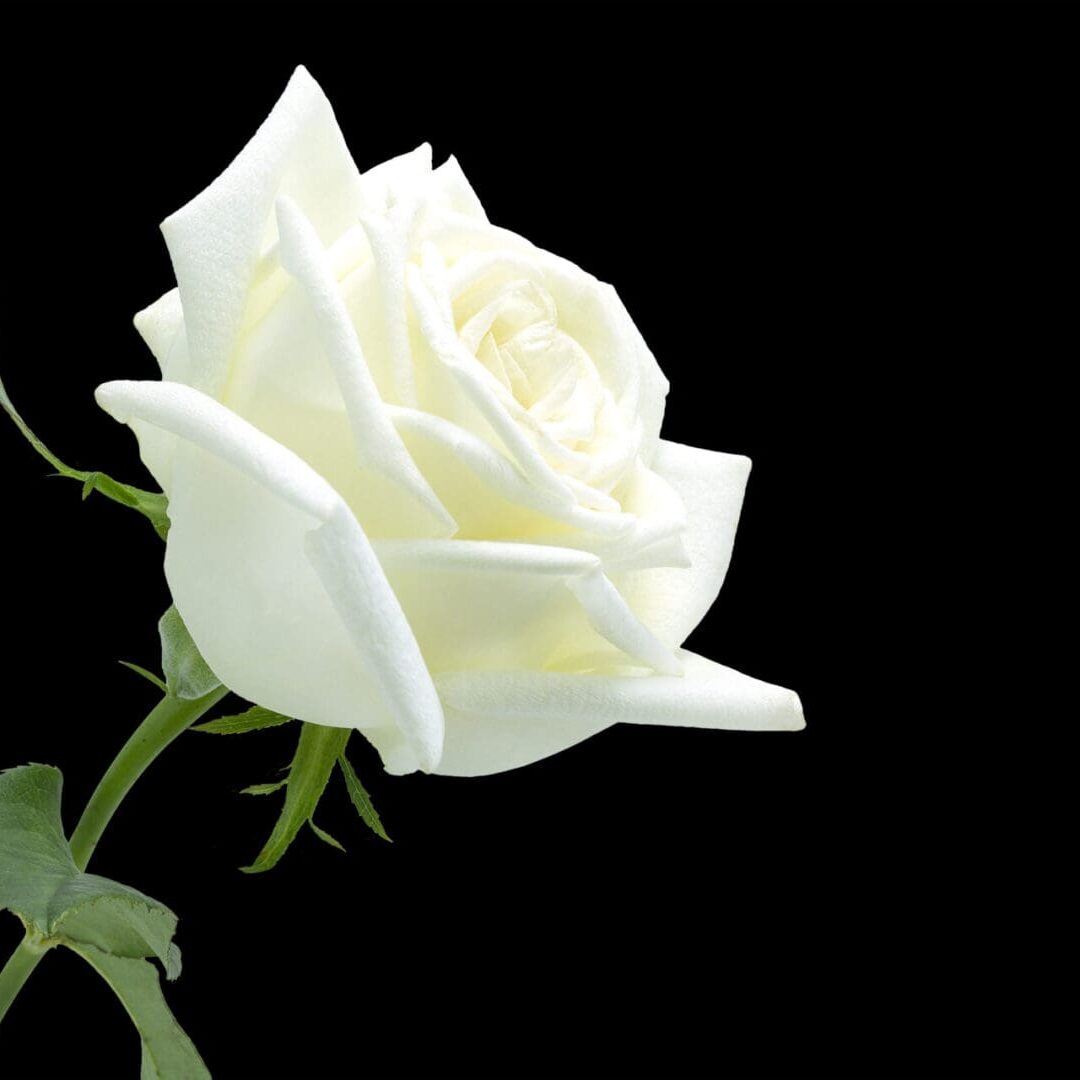 White,Rose,On,Black,Background